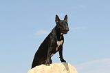 BULL TERRIER 047